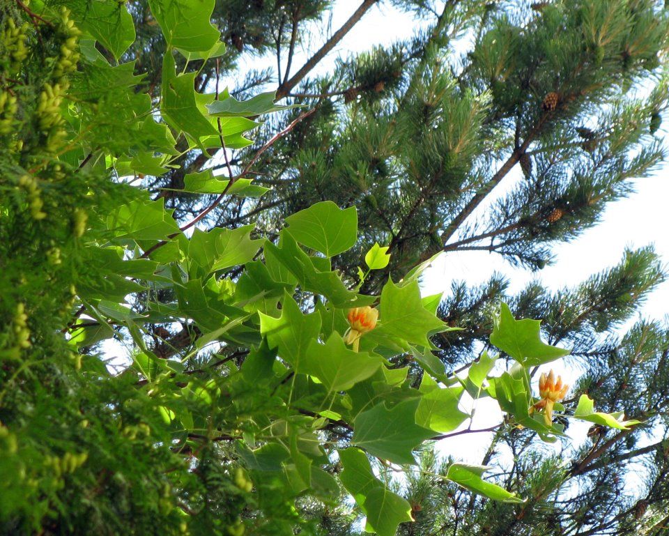 FOTO: A înflorit copacul cu lalele