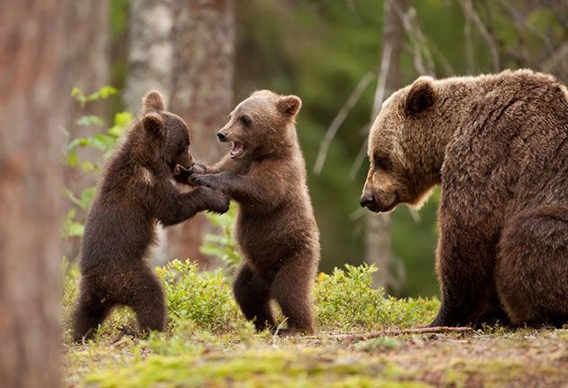 Ursul a coborât la 500 de metri de zona locuită