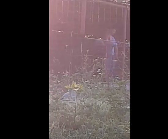 Scandal la adăpostul de câini de la Călan, unde zeci de patrupede au fost eutanasiate. Iubitorii de animale: „Au fost ucişi cu cruzime!”