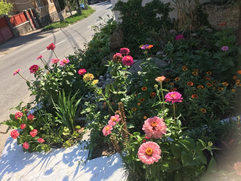 Acţiune de plantare de flori în parcul de la poalele Cetăţii