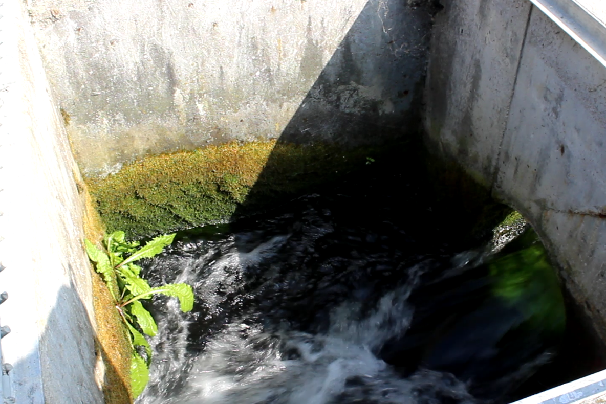 Vacă moartă scoasă din rețeaua de canalizare