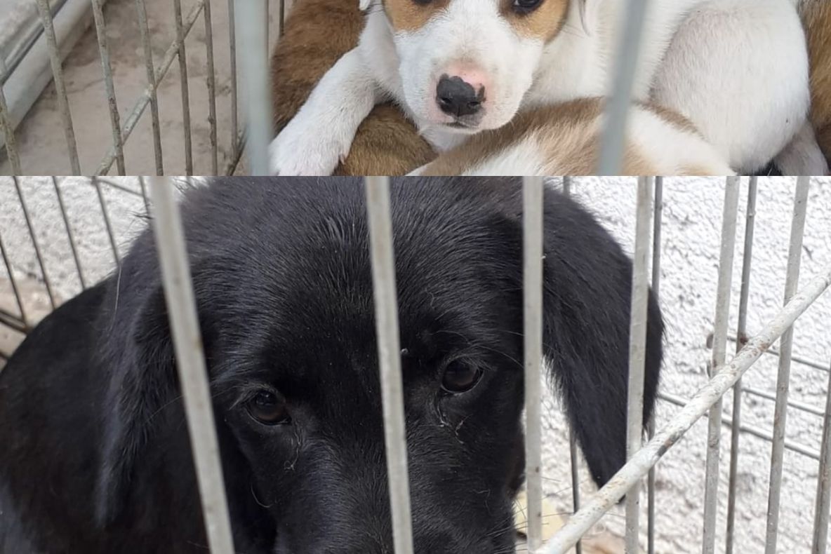 Flash-mob pentru conștientizarea importanței colectării selective