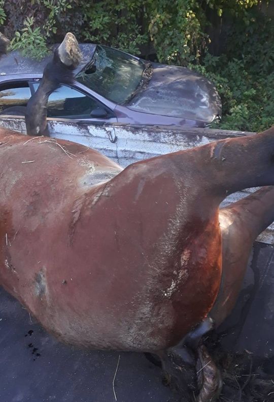 FOTO| Cal împușcat pe o pășune privată, între Densuș și Peșteana