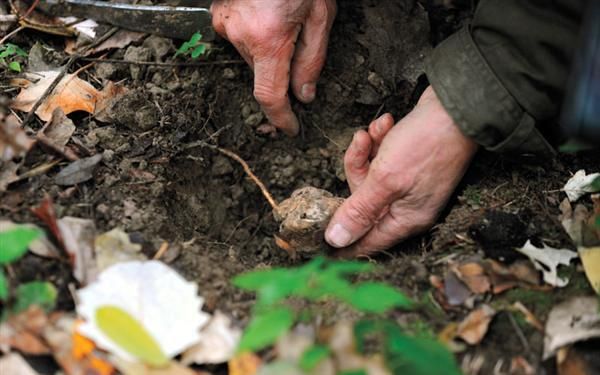 Tată și fiu, din Deva, bătuți în timp ce culegeau trufe la marginea unei păduri din Gorj