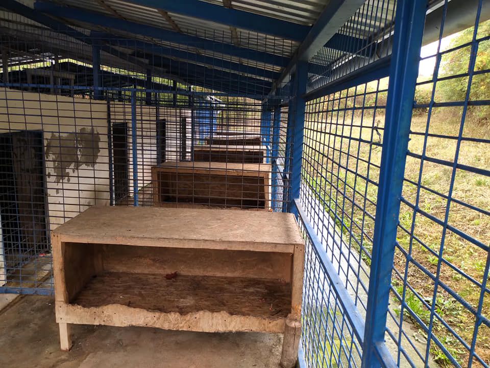 Soluții pentru eliminarea maidanezilor