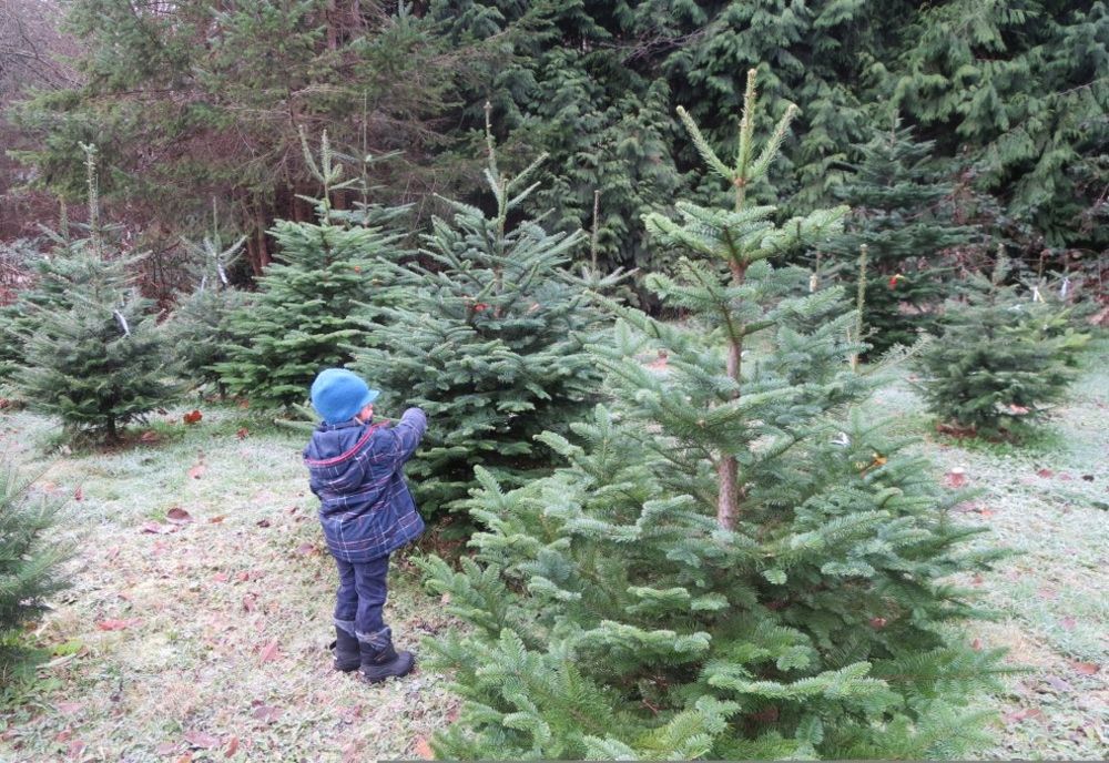 Romsilva lansează campania „Un copil -un brăduț”