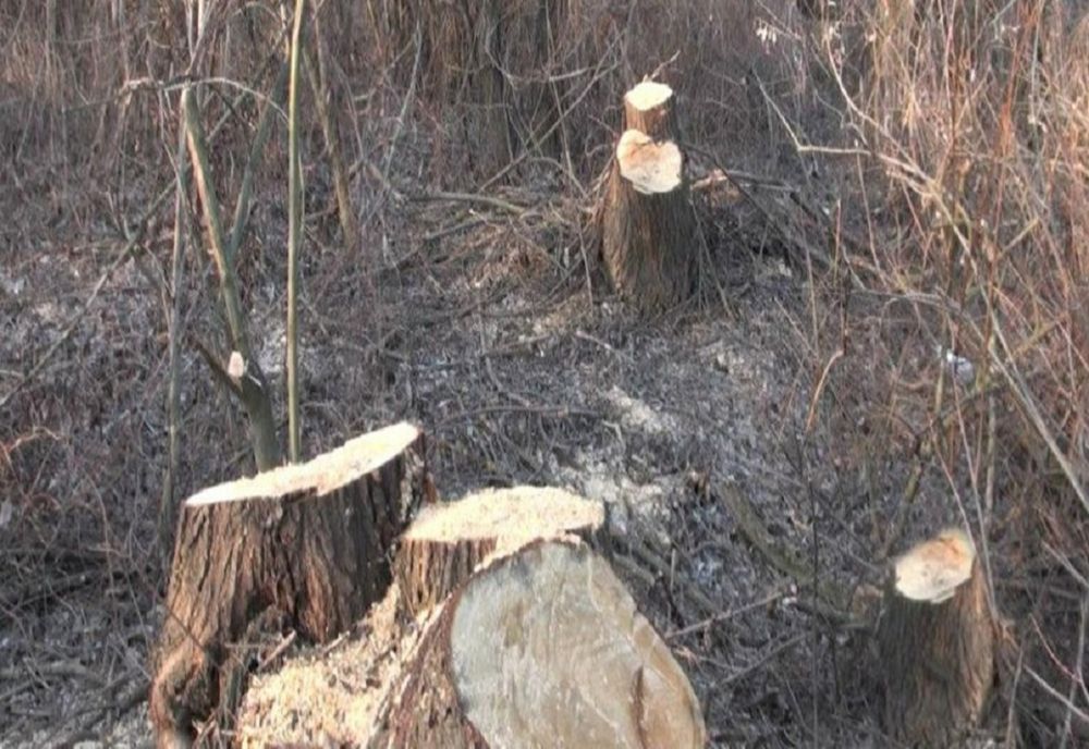 Acțiune a polițiștilor la Bătrâna. Zeci de arbori, tăiați ilegal
