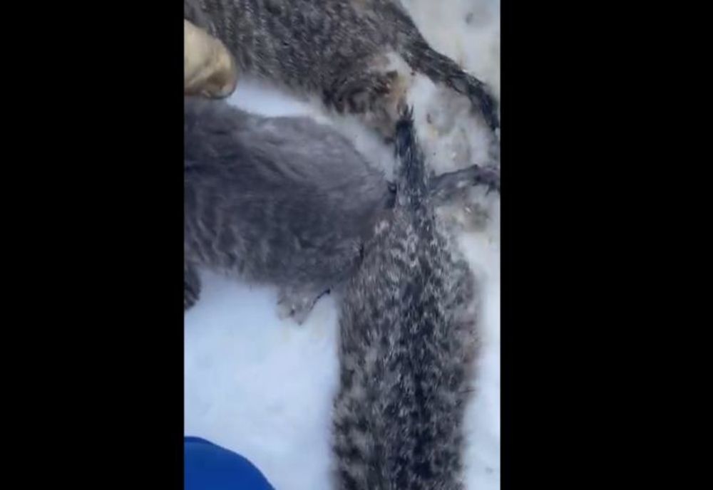 VIDEO EMOȚIONANT - Pisicuțe înghețate salvate cu cafea caldă