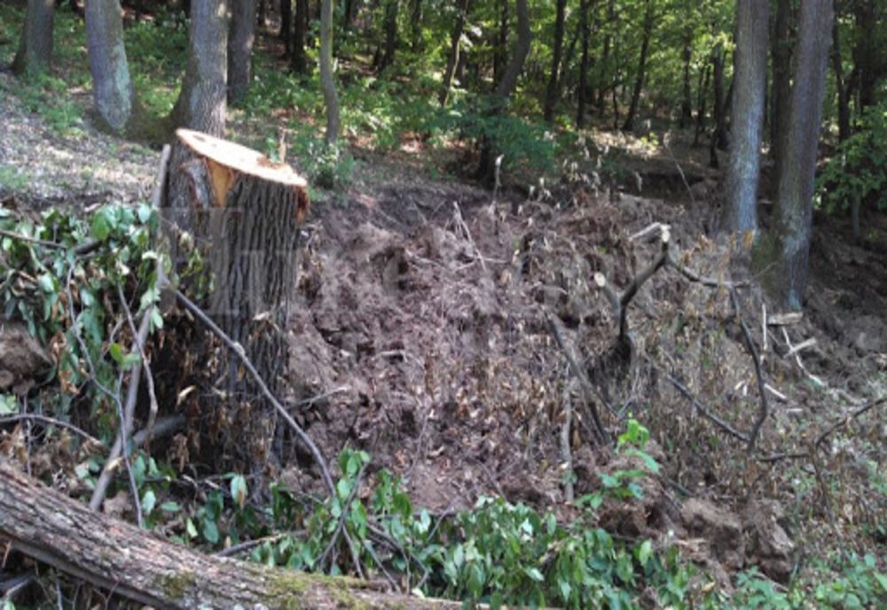 Arbori tăiați ilegal din pădurea Ocolului Silvic Brad
