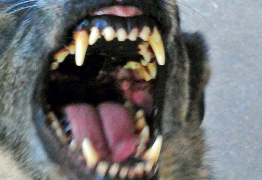 Tânăr din Deva reţinut pentru 24 de ore! Şi-a lăsat câinele dezlegat într-un parc din Cluj şi un copil a fost muşcat