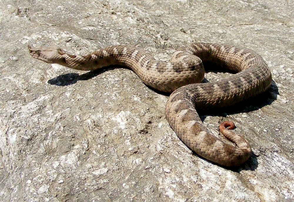 Pericol în județul Hunedoara: este sezonul viperelor, o femeie a ajuns la spital