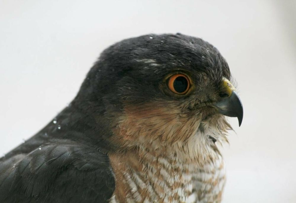 Uliu dintr-o specie protejată, salvat în județul Hunedoara