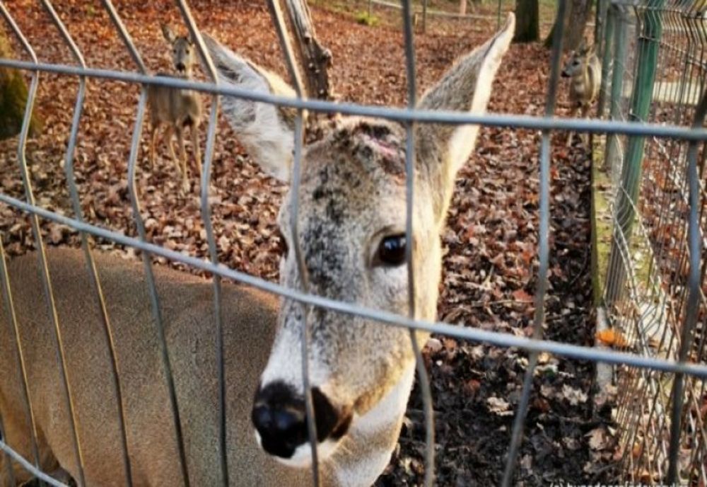 Un turist din Hunedoara a smuls cornul unui căprior pentru a-l lua ca trofeu
