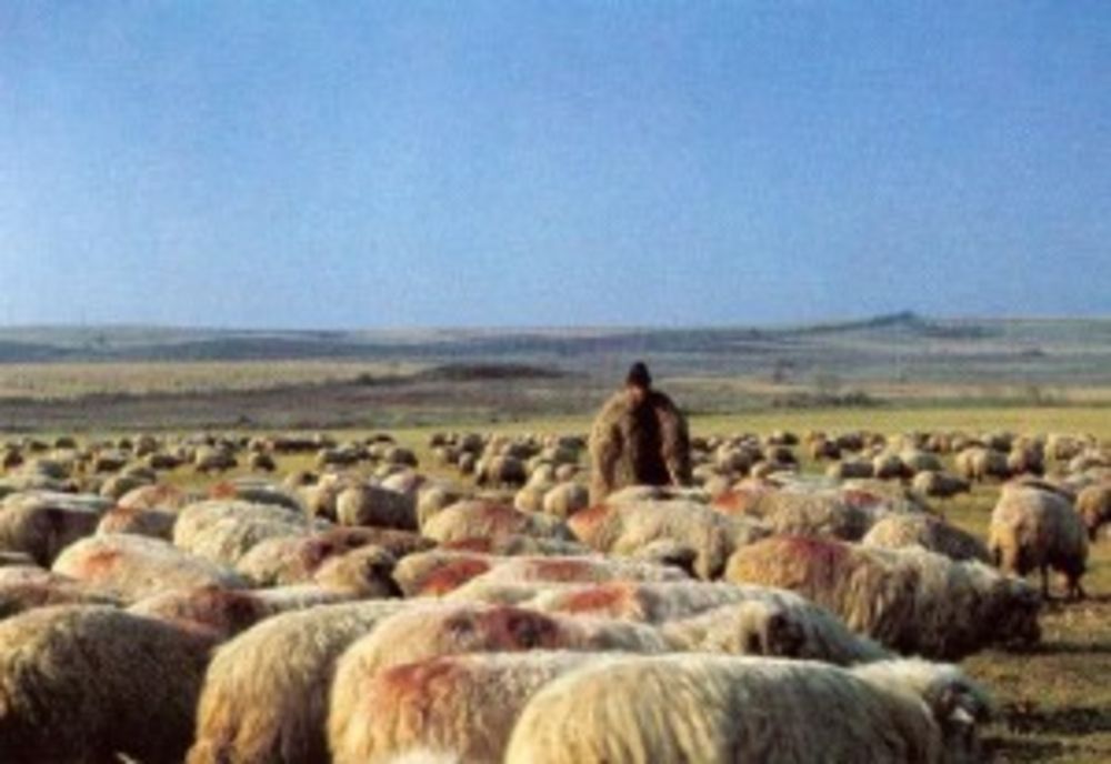 Porumb, mălai și bani: hoții au dat lovitura la o stână