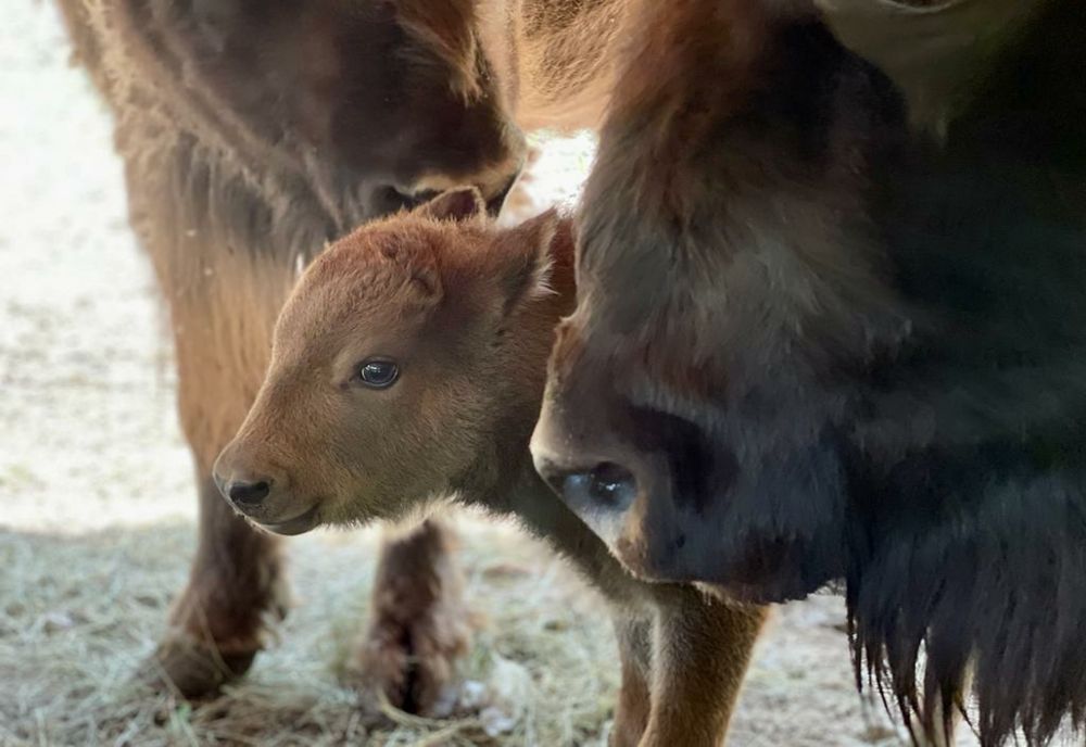 Romulus, cel mai nou „locatar” al Grădinii Zoologice Hunedoara