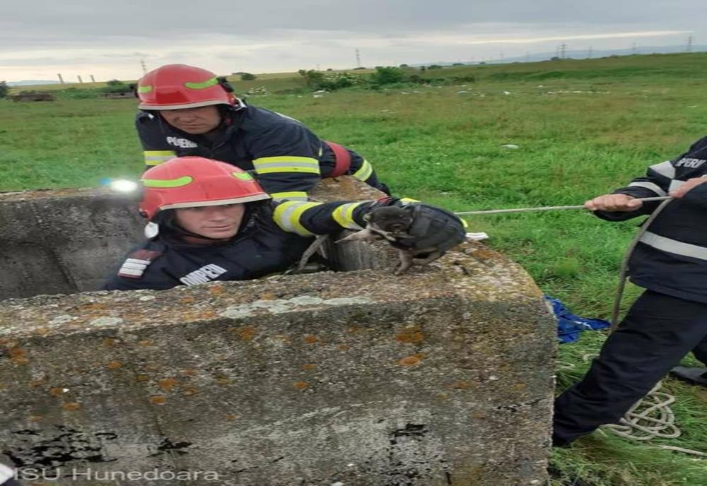 Patru căţei, blocaţi într-un canal şi un puţ adânc, salvaţi de pompierii militari din Orăştie