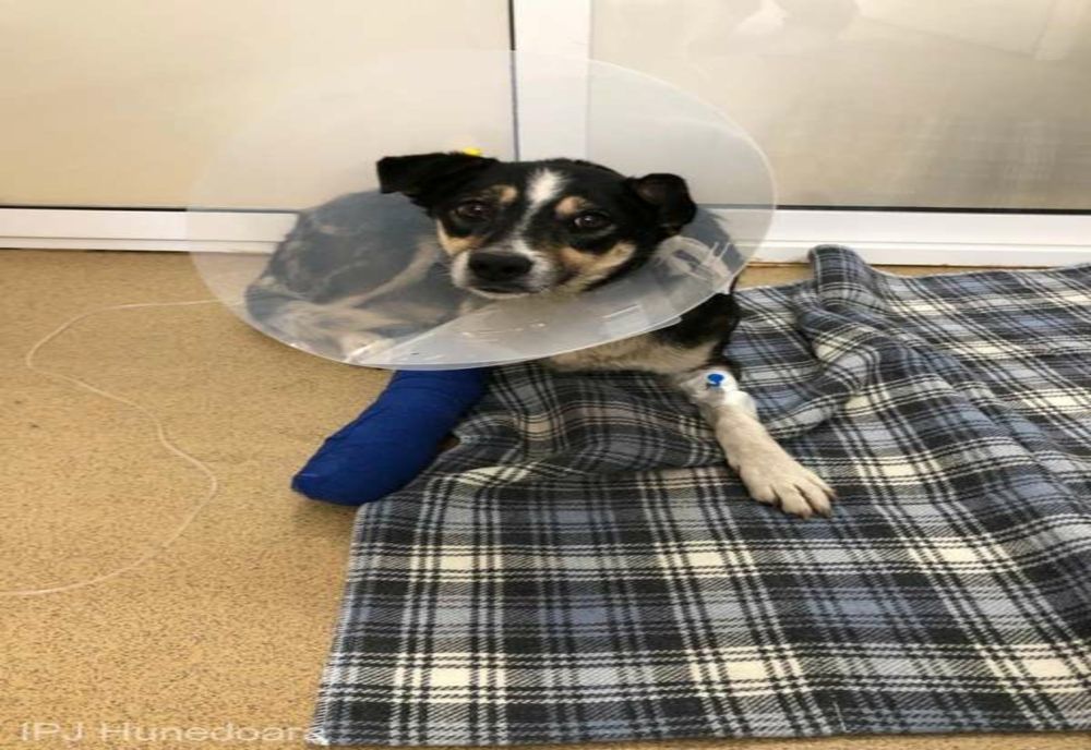 O căţeluşă fără stăpân, accidentată intenţionat, a fost salvată de poliţişti