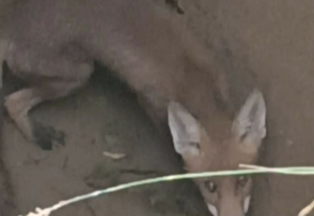 O vulpe care a căzut într-o fântănă a fost salvată de pompieri, în județul Hunedoara 