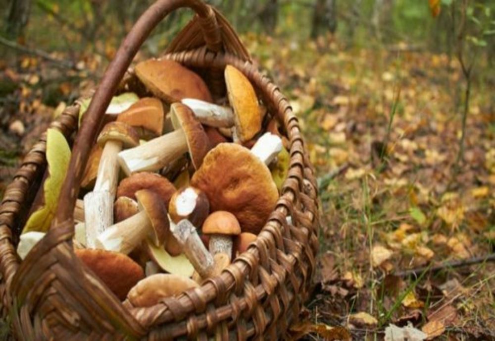Atenție la ciuperci! Dacă nu sunt comestibile pot provoca chiar și decesul celui care le consumă din greșală