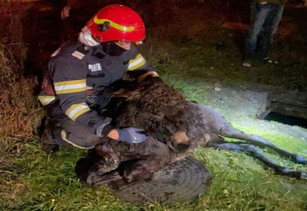 Măgărușul Aiurel, salvat de pompieri hunedoreni de la moarte: a căzut într-un canal cu apă și nu a mai putut ieși