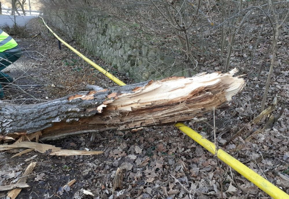 Vântul puternic a doborât mai mulţi copaci în Valea Jiului