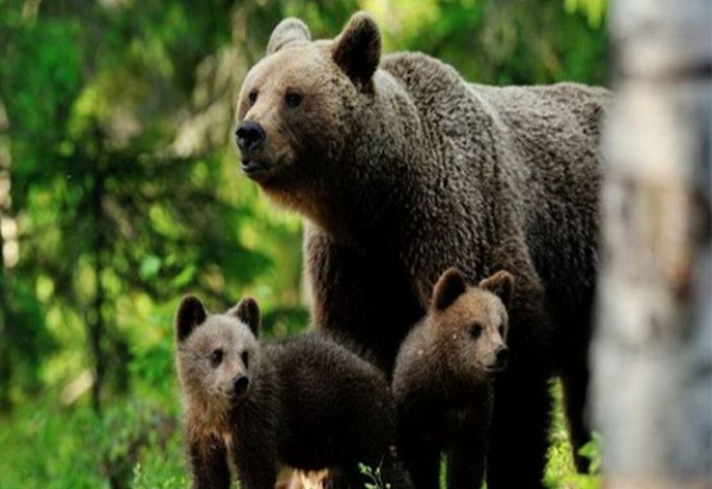 URSOAICA DIN PREDEAL, CARE L-A ATACAT PE ȘEFUL SALVAMONT, A FOST ÎMPUȘCATĂ