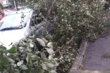 Vântul puternic a smuls mai mulți arbori și un acoperiș la Hunedoara