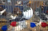 Expoziție de păsări și animale de companie la Orăștie, duminică în Piața Mare