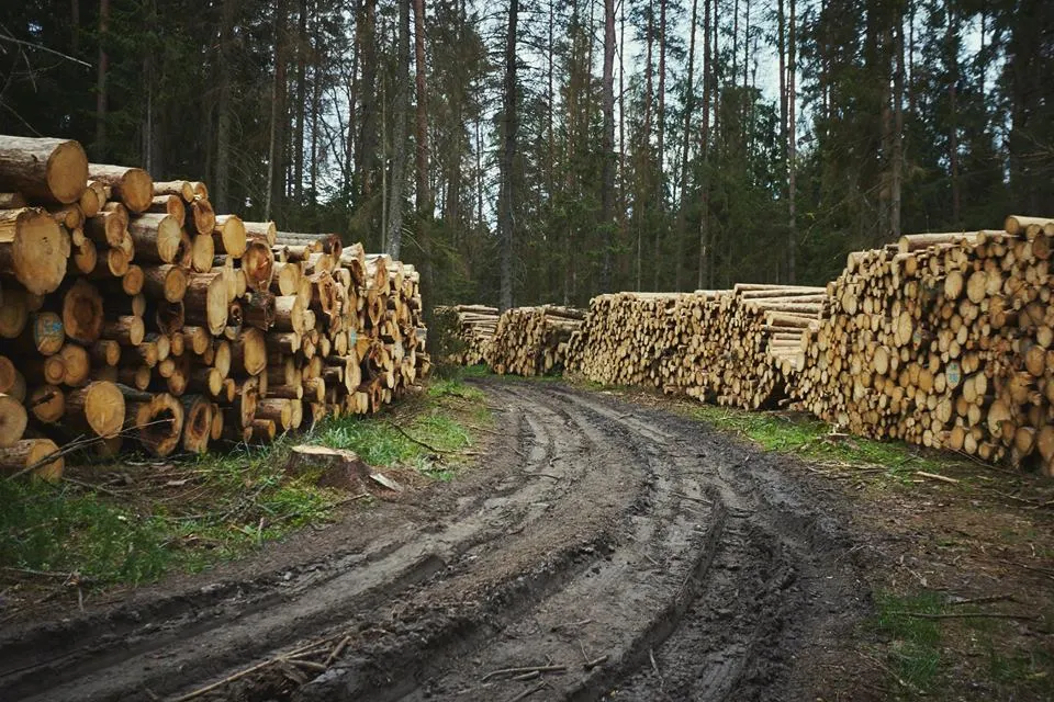 Grzegorz Broniatowski / Greenpeace