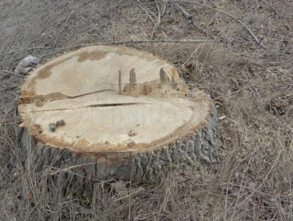 466393big