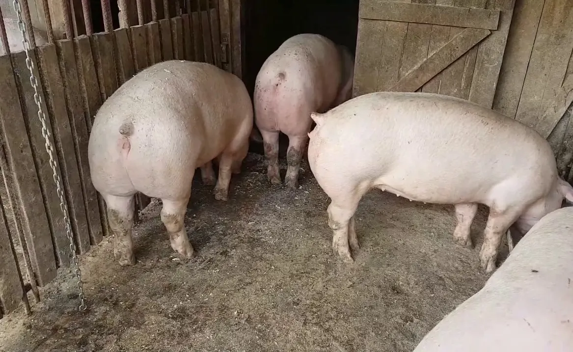 porci