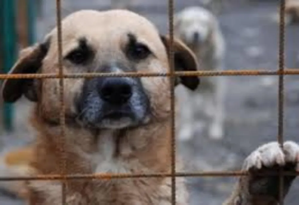 Problema câinilor fără stăpân din Deva va fi rezolvată în cursul lunii februarie