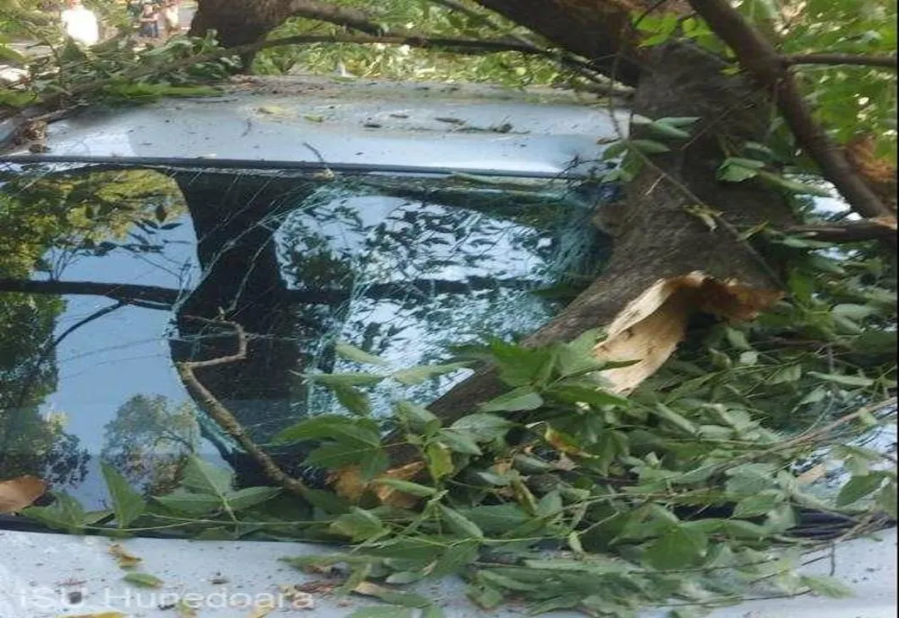 Trei maşini distruse de un copac care s-a prăbuşit la pământ, în Deva