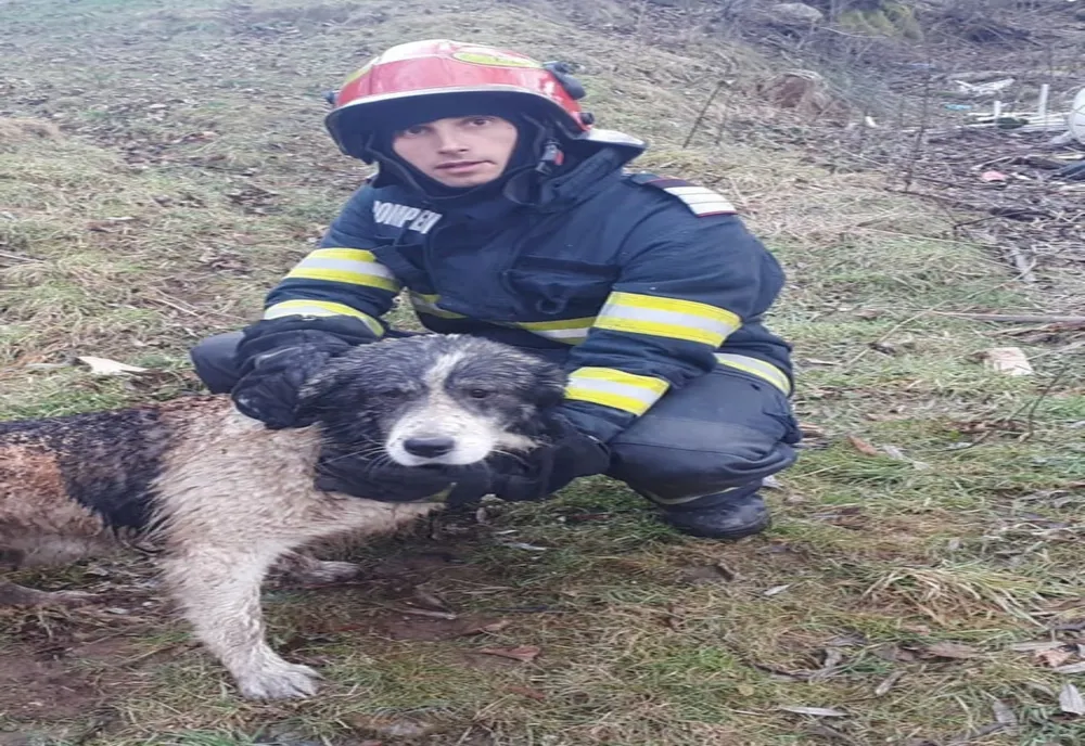Haiduc, un câine norocos: salvat de pompieri din calea flăcărilor