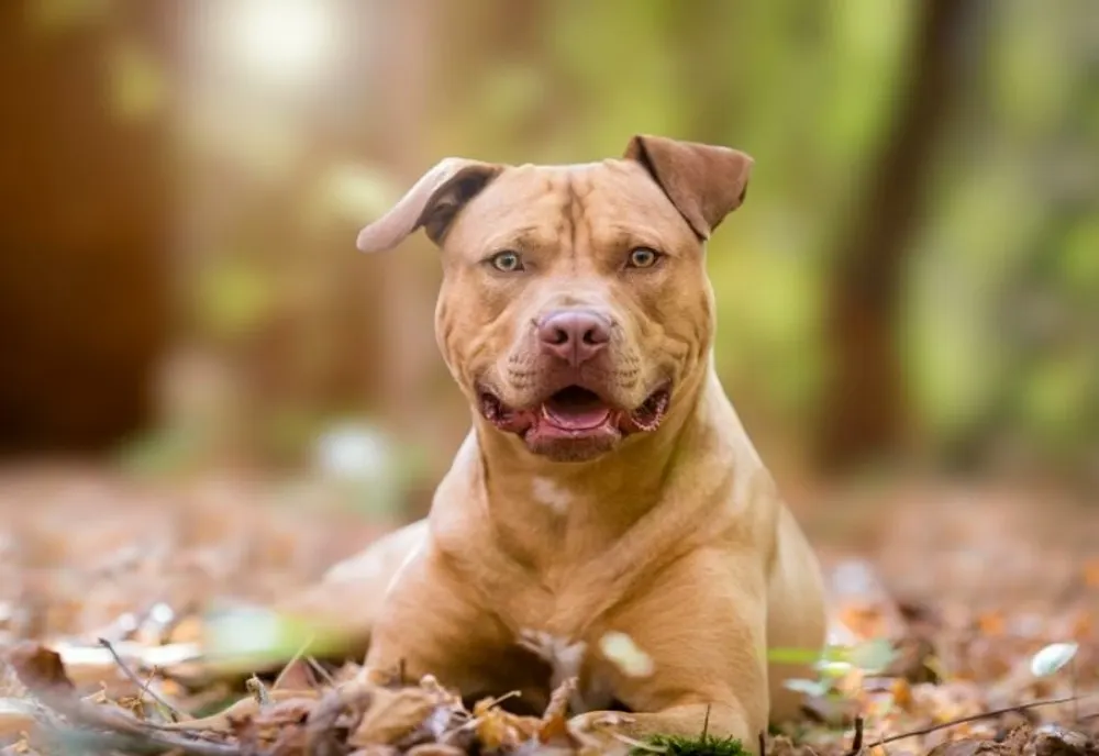 Câine de luptă, capturat după un ATAC lângă o grădiniță din Deva - Animalul agresiv umbla liber pe străzi