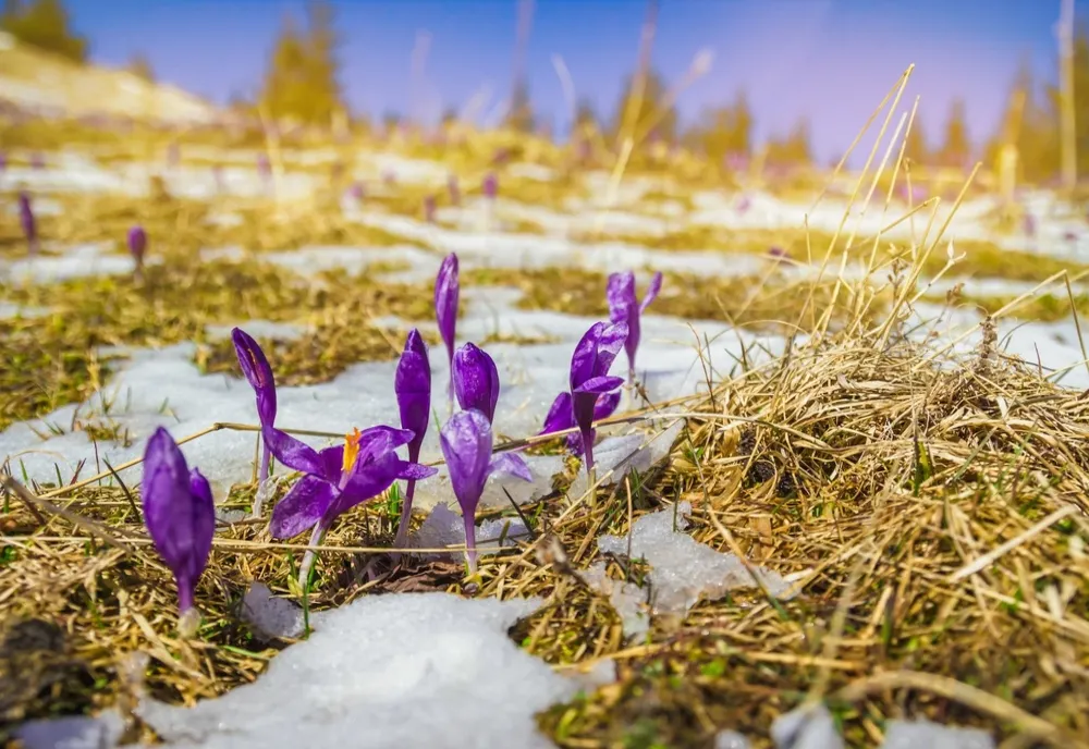 Ninsori și viscol după temperaturi de 24 de grade. România, lovită de ploi și frig - avertisment ANM