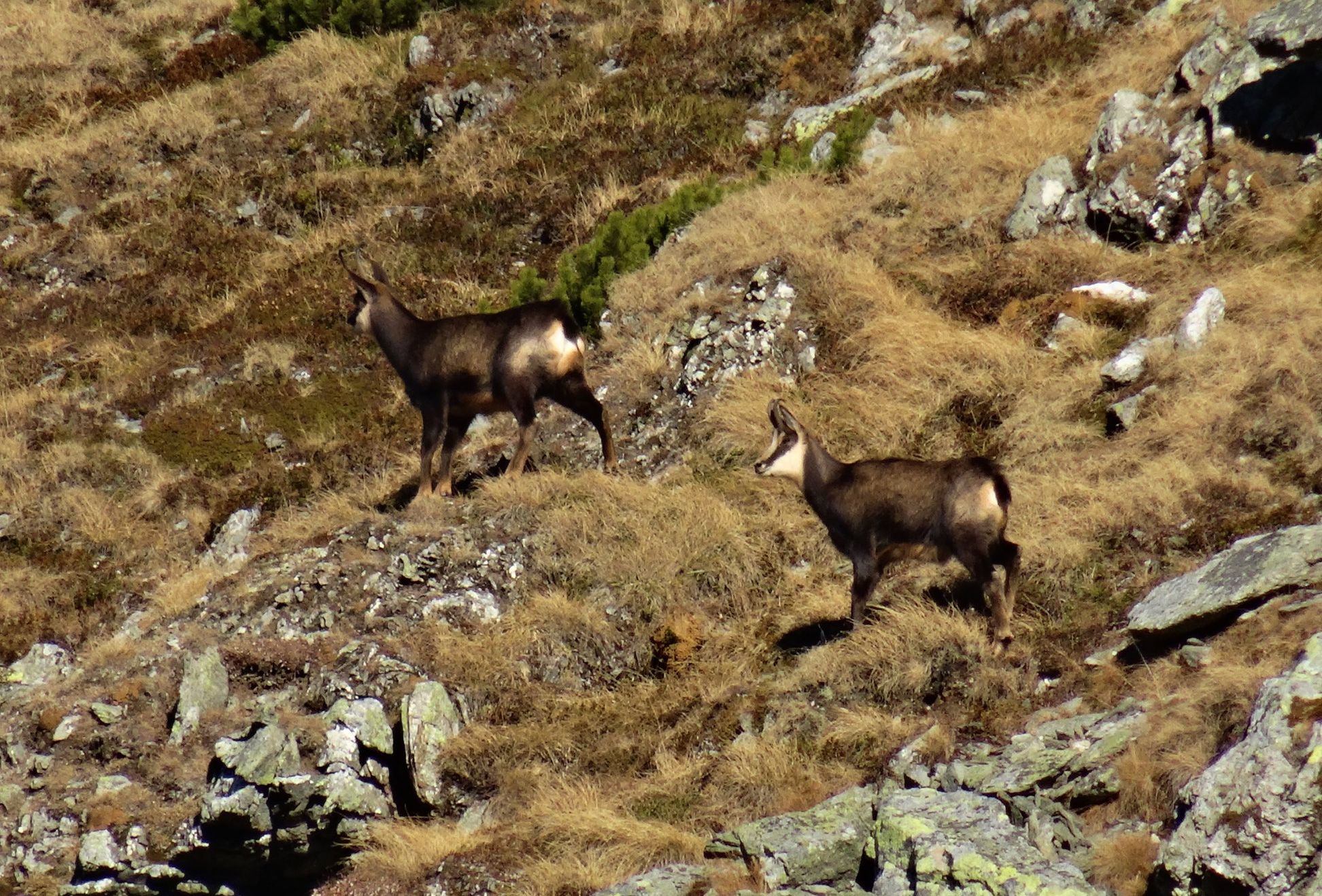 46849215_2210289665857921_7020332913866571776_o