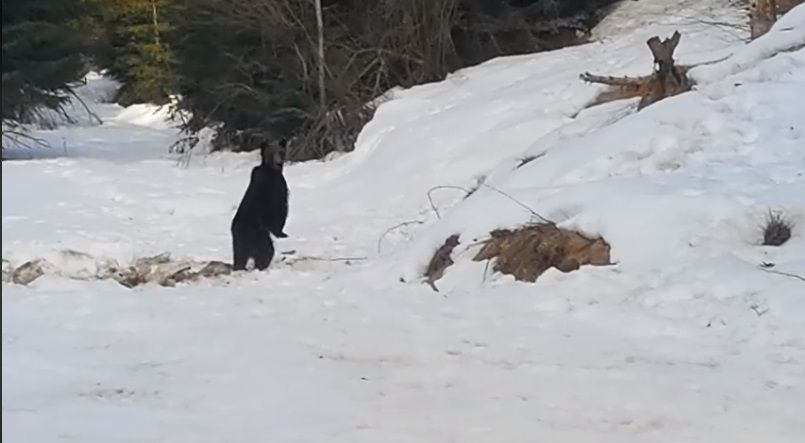 VIDEO| Întâlnire cu „Moș Martin” într-o pădure din Parcul Natural Grădiștea Muncelului -Cioclovina
