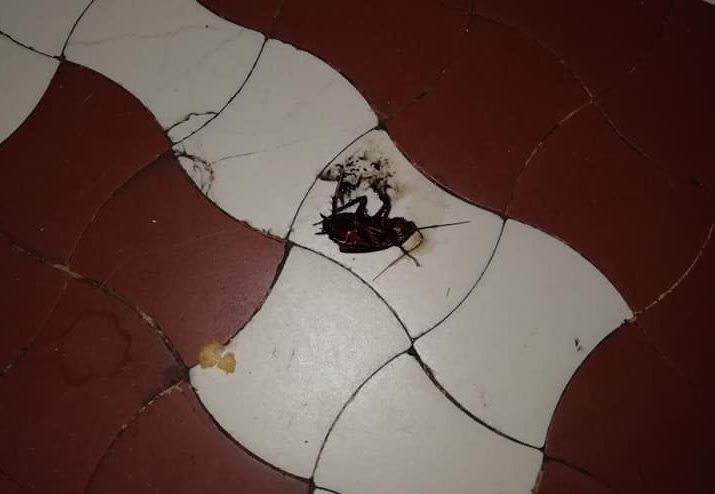 55698680_1831793340260208_5467413773474070528_n