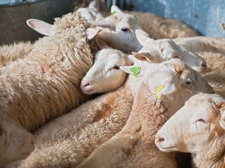 Scrapie, confirmată şi în judeţul Hunedoara. Circulaţia ovinelor şi caprinelor, monitorizată