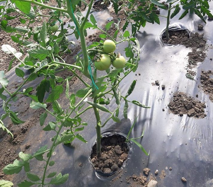 59972664_2326389194091443_6549177578475749376_n