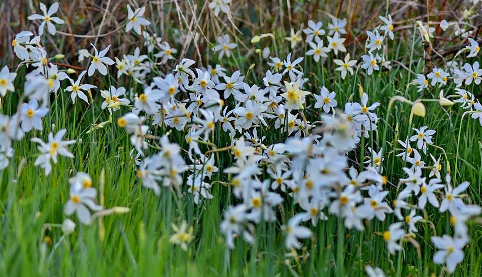 60333872_2307853589430798_6109610164178911232_n