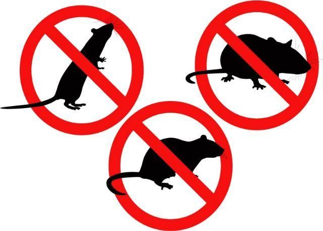 70290034_2409824402673669_330042269325328384_n