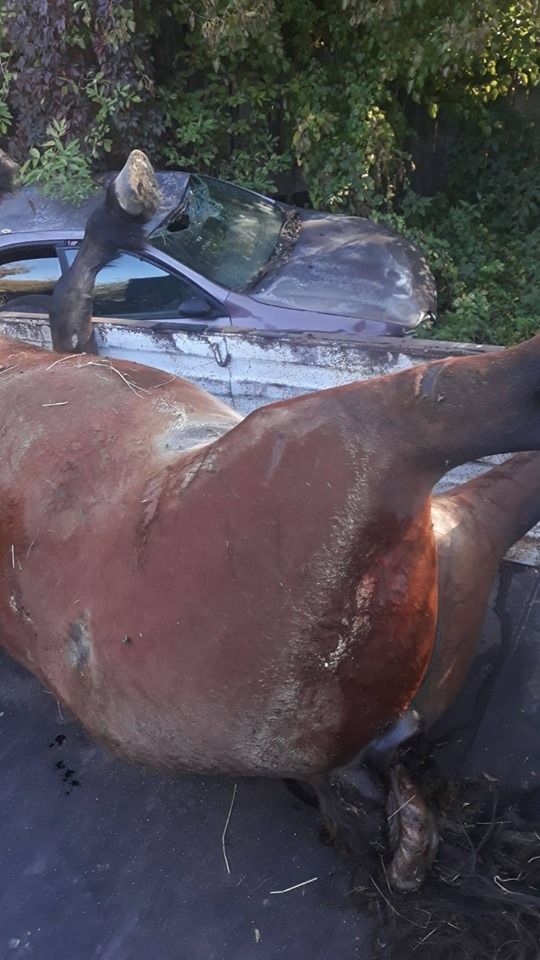 72752161_10220147756870468_2920539643445248000_n