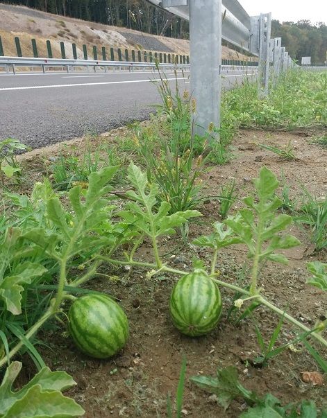 lubenite pe lotul 3 al A1 Lugoj-Deva