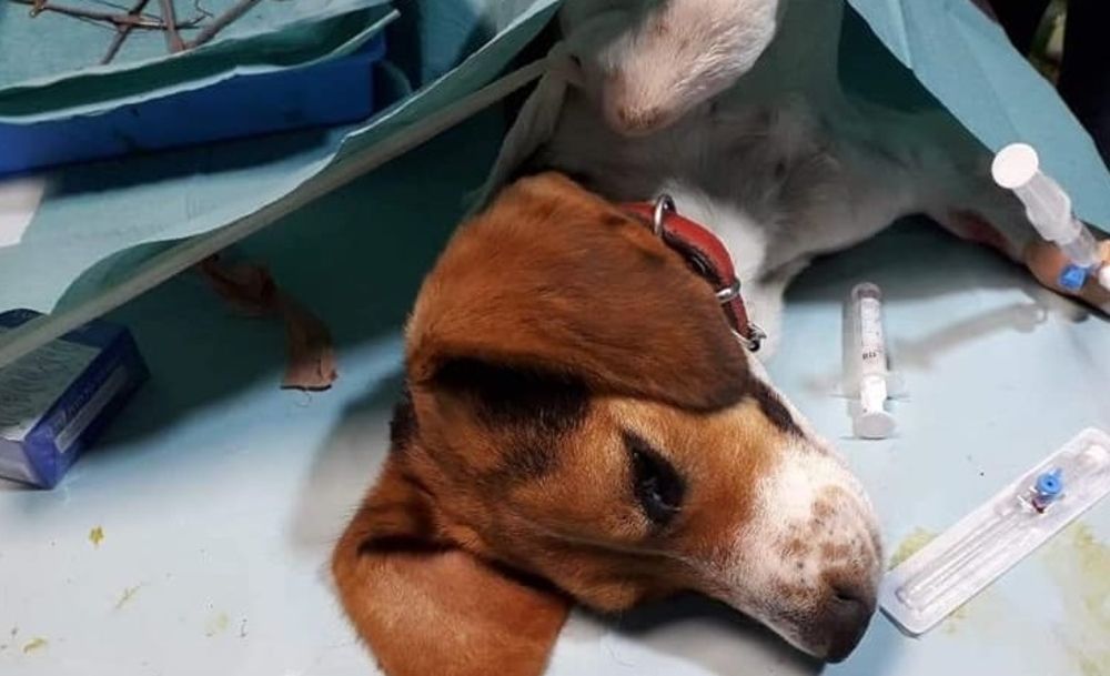 Aproape 200 de câini și pisici, sterilizați gratuit în cadrul unei noi campanii, la Brănișca