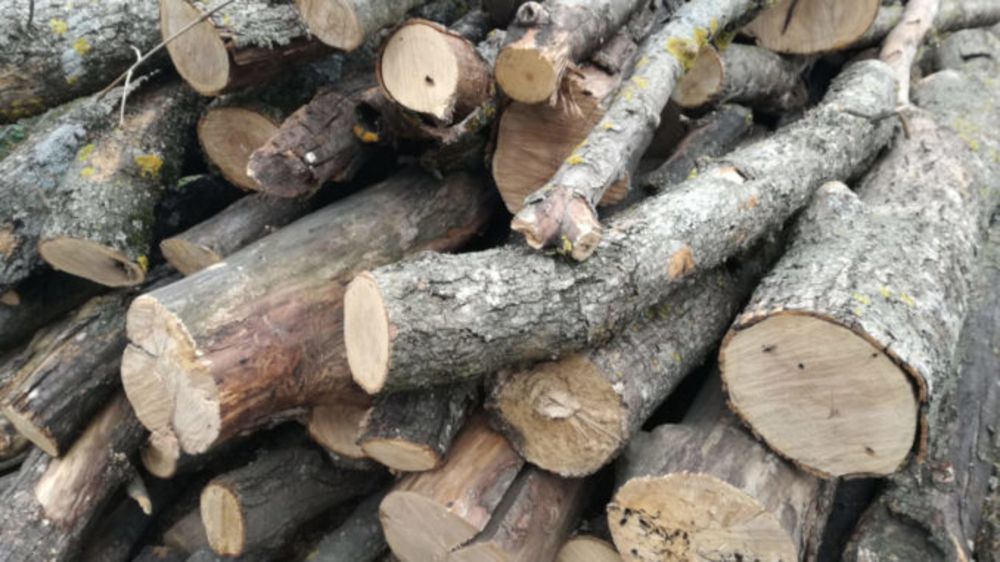 Amendat pentru că și-a însușit lemn din fondul forestier al Ocolului Silvic Retezat