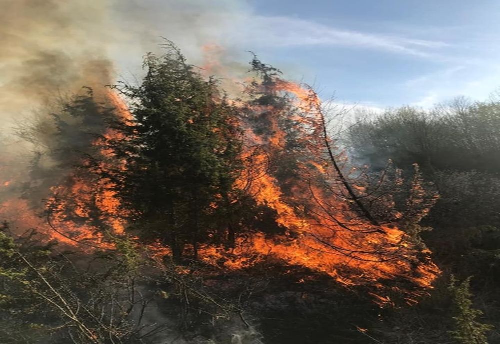 Incendiu puternic de vegetaţie şi arbori în pădurea din Tomeşti