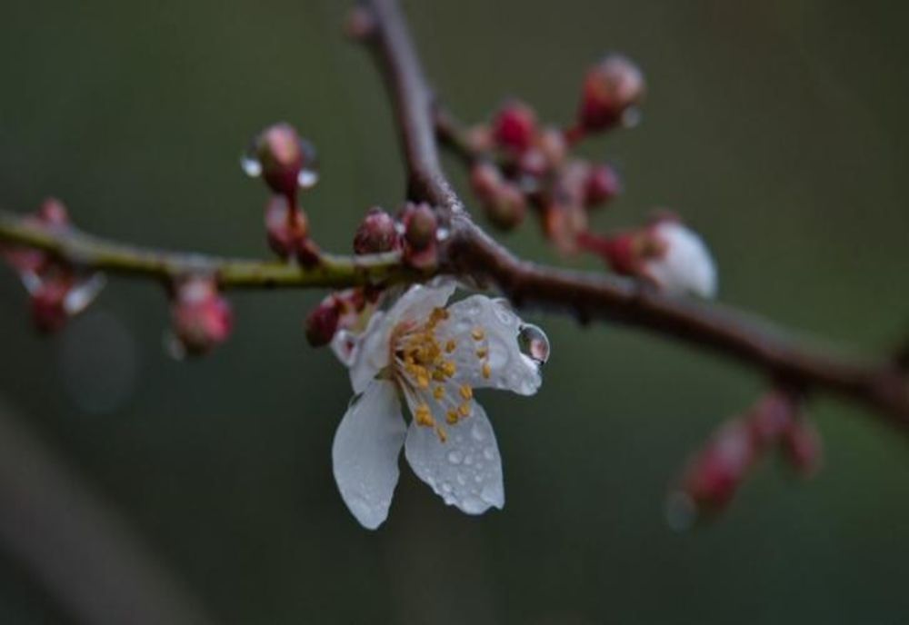 Vreme frumoasă la început de săptămână, în Banat și Crișana