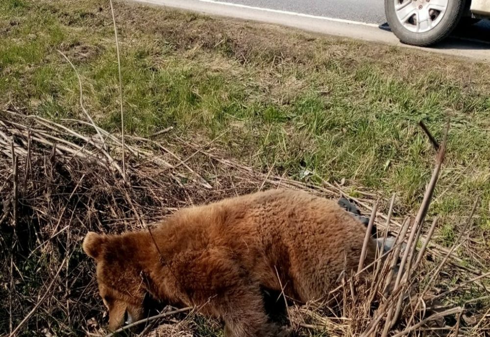 Un urs mort, găsit în curtea unei cabane din satul Veţel